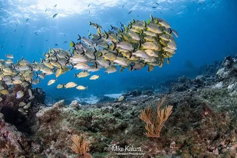 East Washerwoman Shoal - A school of grunts hang in the shallow